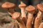 Как быстро приготовить сушеные грибы